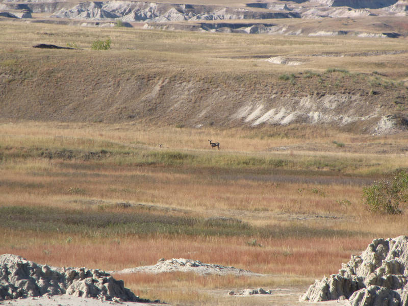 Mulies