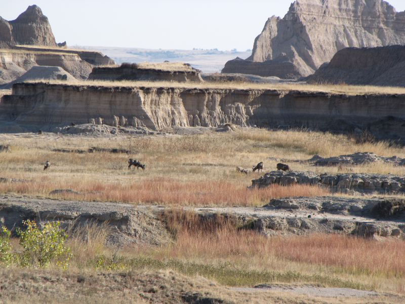 Mulies