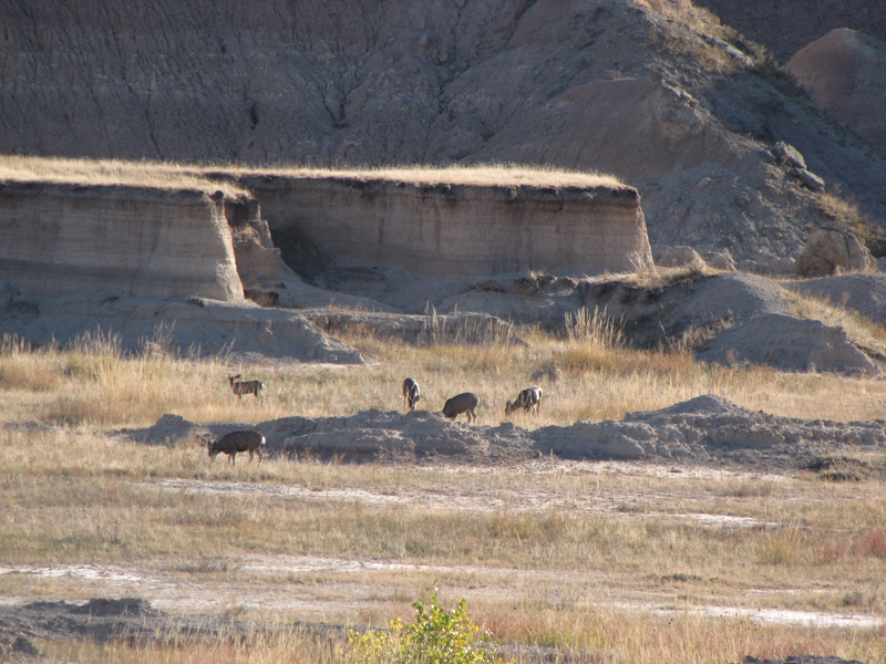 Mule deer