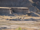 Mule deer