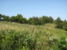 Overgrown trail