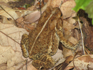 Toad