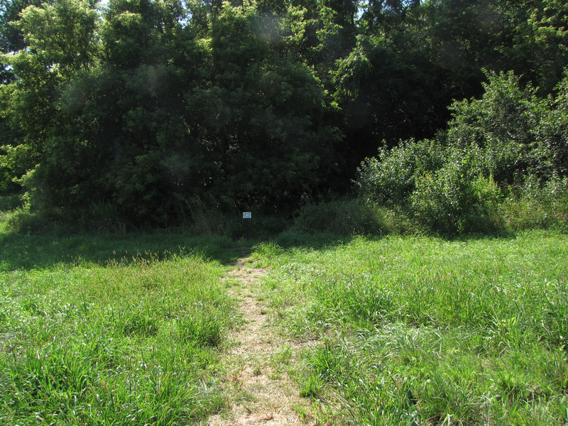 Bur Oak Trail heading into the woods