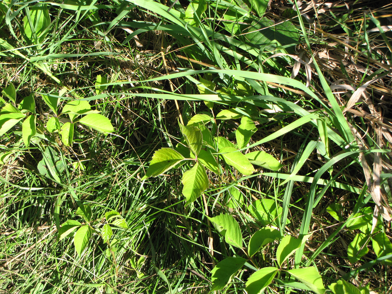 Poison Ivy