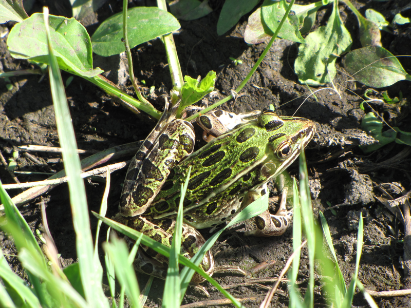 Frog