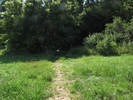 Bur Oak Trail heading into the woods