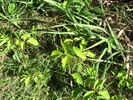 Poison Ivy