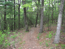 Forest trail