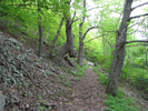 Interesting tree and scree slope