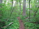 Trail through the trees
