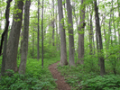 Trail through the trees