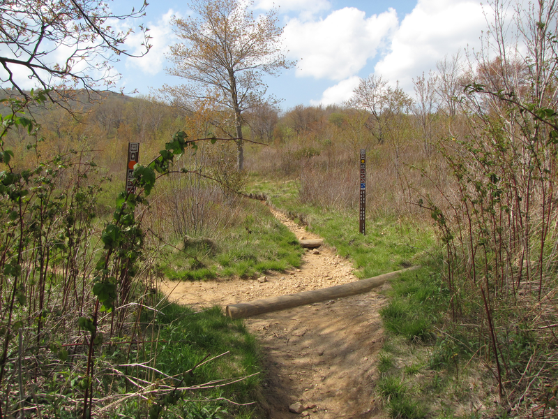 Branch - go left towards the upper falls