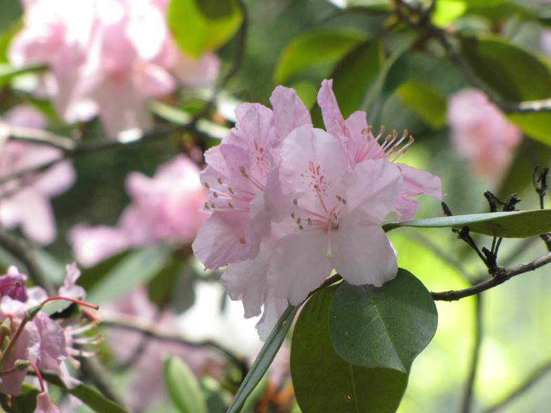 Rhododendron blossom