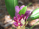 Rhododendron