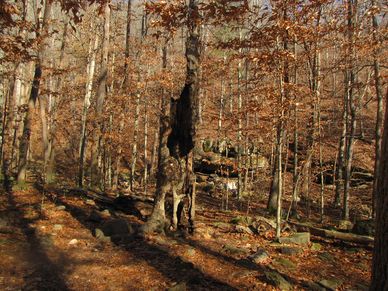 Strange tree