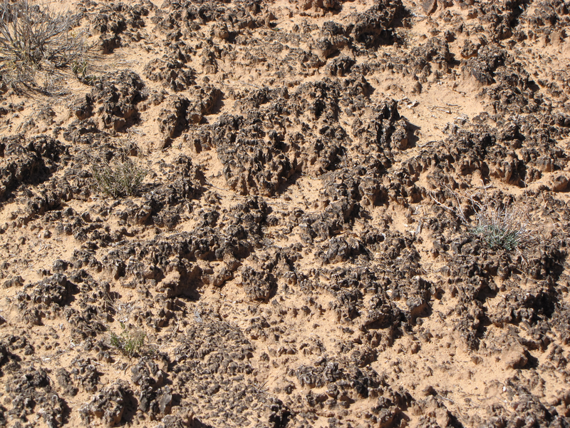 Cryptobiotic soil - don't step on this!