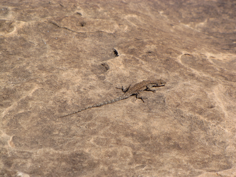 Bill the lizard
