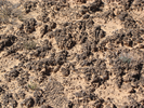 Cryptobiotic soil - don't step on this!