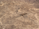 Bill the lizard