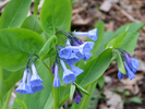 Bluebells