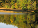 Green and gold reflections