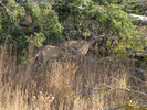 Buck and doe
