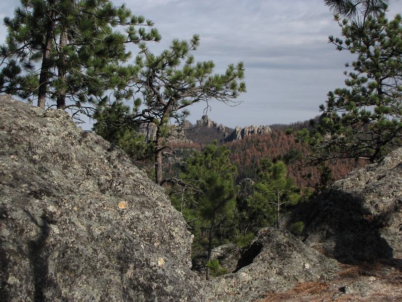 Pines amidst the rocks