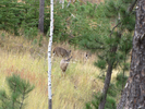 Deer