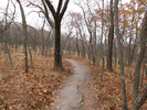 Trail through a sparse forest