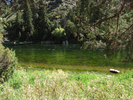 Green water in the Green River