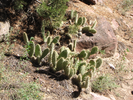 Prickly Pear