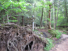 Go right and descend along the Gorge trail