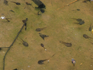 Tadpoles