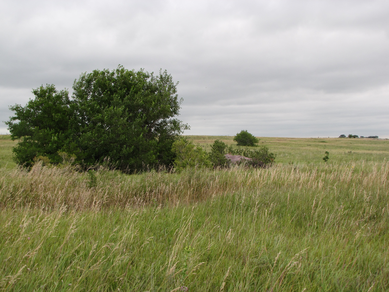 Prairie