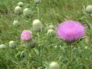 Thistles