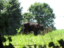 Spying on a calf