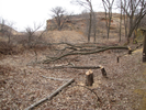 Busy beavers