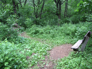 Bench at Stone Elephant