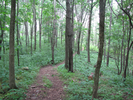 View of trail
