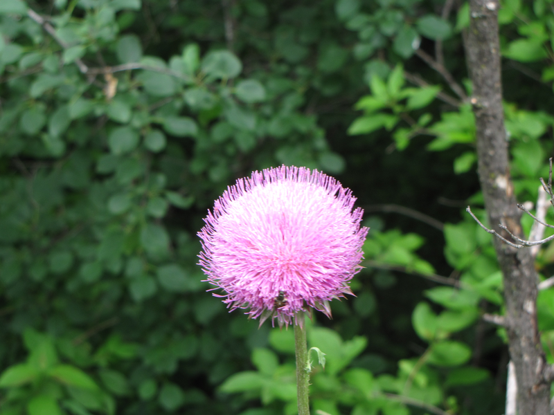 Thistle