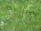 Prairie flowers