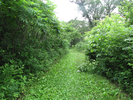 Trail tunnels through sumac