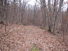 Trail through the woods