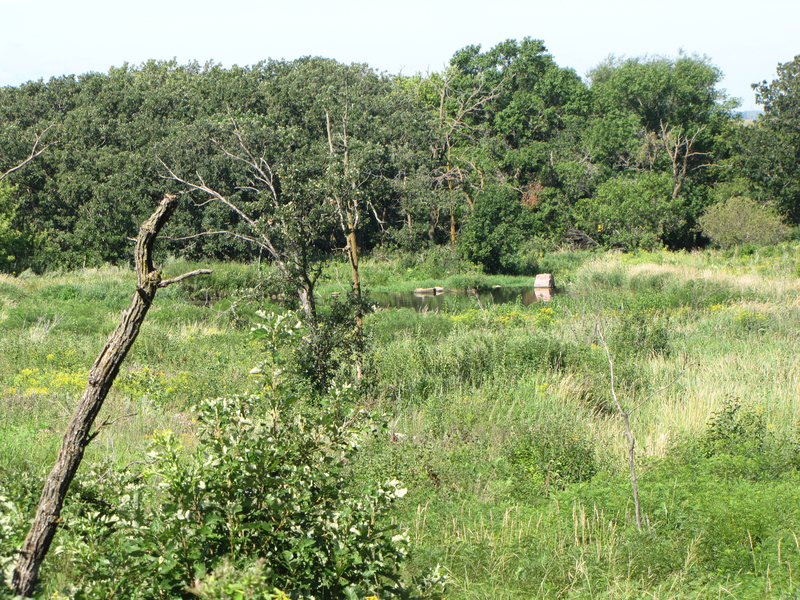 Stream in a meadow