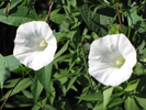 Low Bindweed