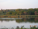White Pelicans
