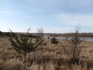 View of the pond from the trail