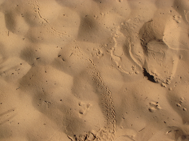 Small trail walkers