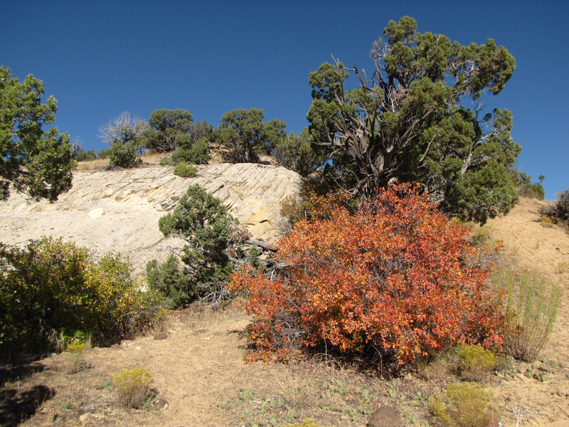 Fall color in the desert