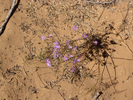 Small blossoms in a big desert